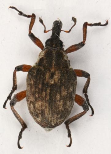 Réf. 346 891 : Phytobius leucogaster